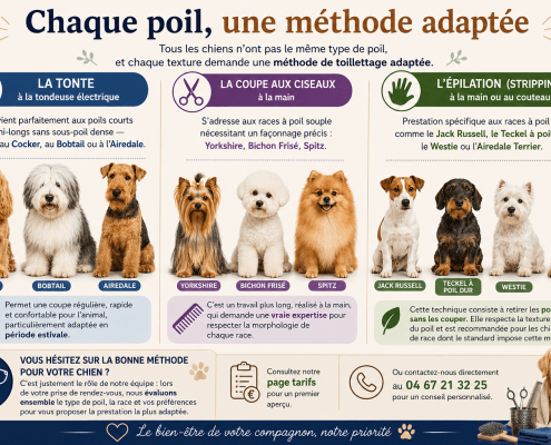 Toilettage canin ciseaux tonte épilation chien Bessan