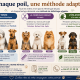 Toilettage canin ciseaux tonte épilation chien Bessan